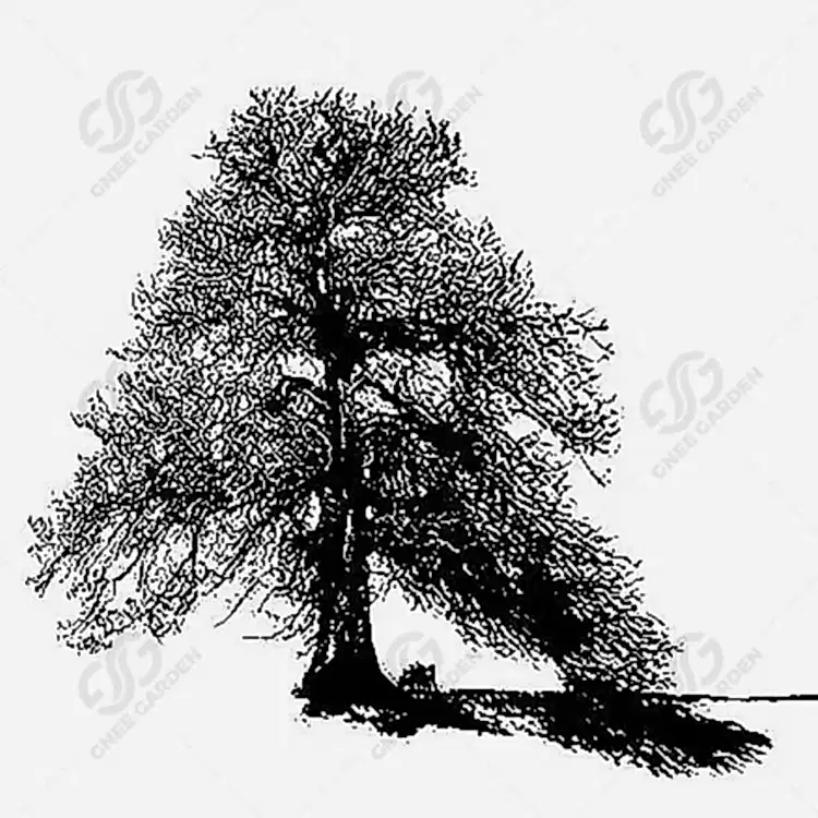 drawings-corten-steel-garden-tree-sculpture-gn-ss-201